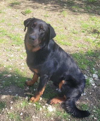 Urus Des Gardiens D'anaflore