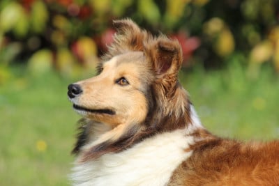 https://chiens-de-france.com/photo/chiens/2024_03/tn200/TN200_2026041514570769df8b239ec84.jpg