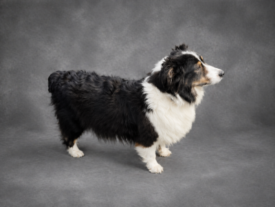 https://chiens-de-france.com/photo/chiens/2024_03/tn200/TN200_2026042720520069efb0507f70e.png