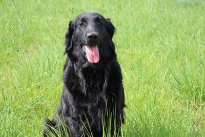 https://chiens-de-france.com/photo/chiens/2024_03/tn200/TN200_2026042813244069f098f8d8834.jpg