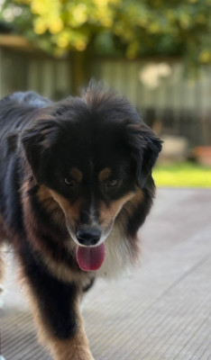 https://chiens-de-france.com/photo/chiens/2024_03/tn200/TN200_202605292039126a19dd50952d0.jpg