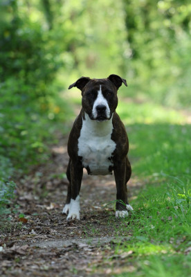 https://chiens-de-france.com/photo/chiens/2024_03/tn200/TN200_202606100030306a28940605cd1.jpg