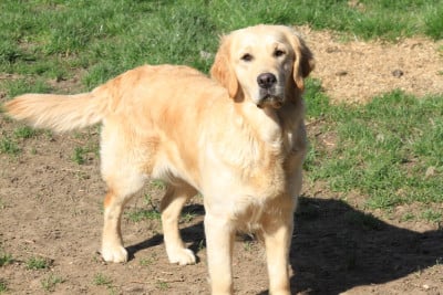 https://chiens-de-france.com/photo/chiens/2024_03/tn200/TN200_202606221349086a392134ec685.jpg