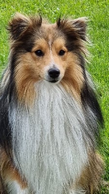 Tao des loups de l'isengard