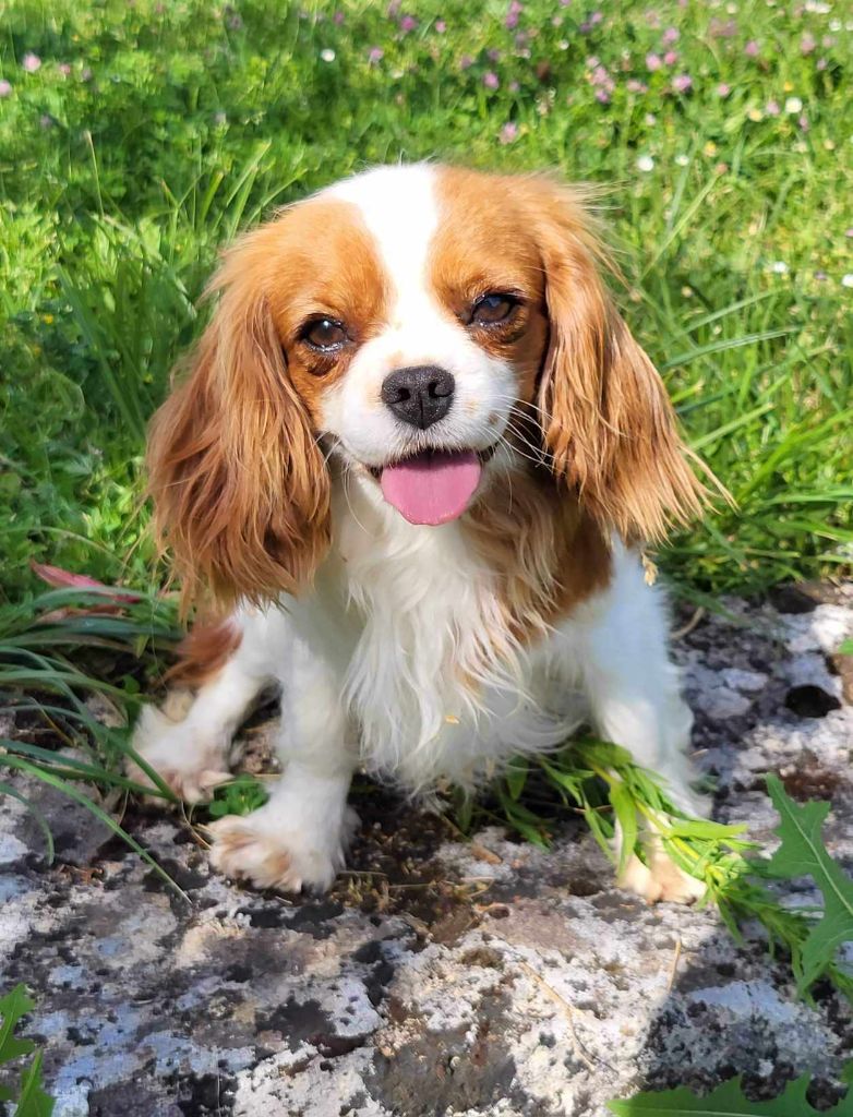 Les Cavalier King Charles Spaniel de l'affixe   Du Domaine Des Belles Aubois