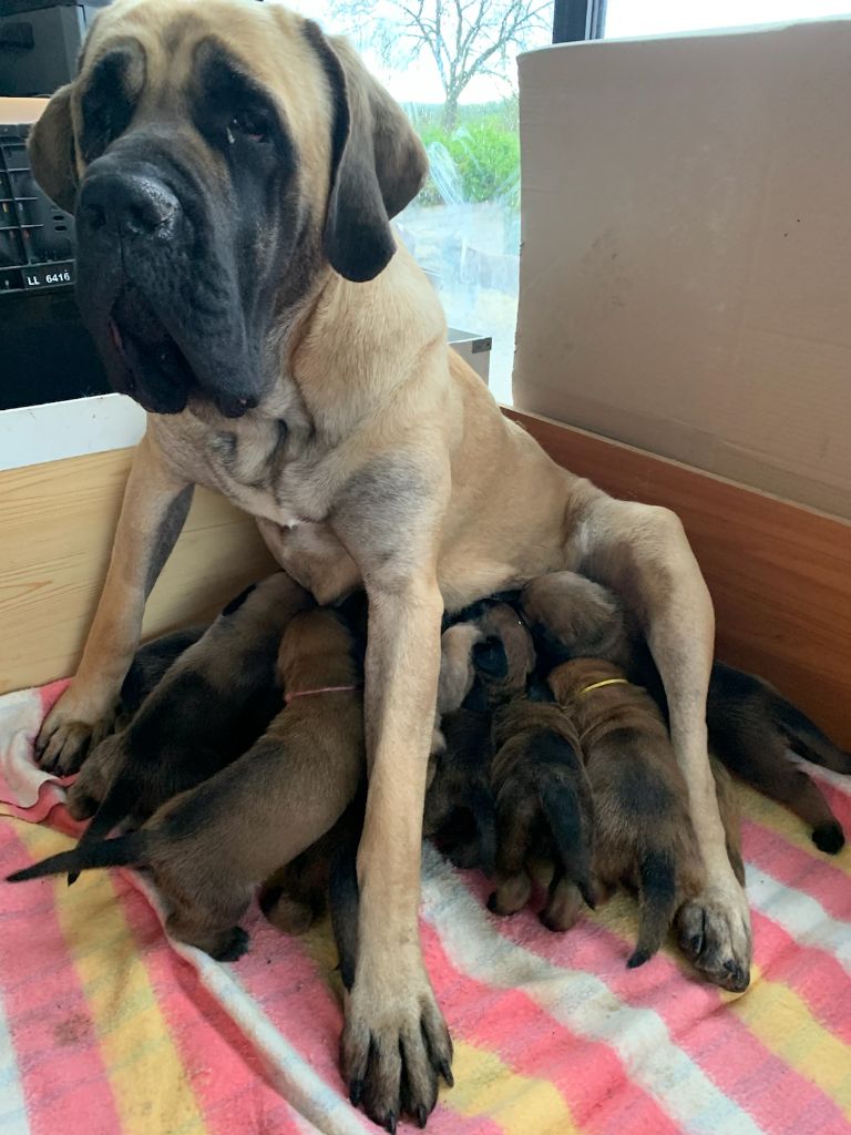 Les Mastiff de l'affixe   De L'Etoile Filante De Gaïa