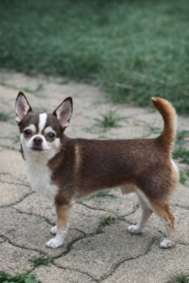 Des graines de stars Ungaro