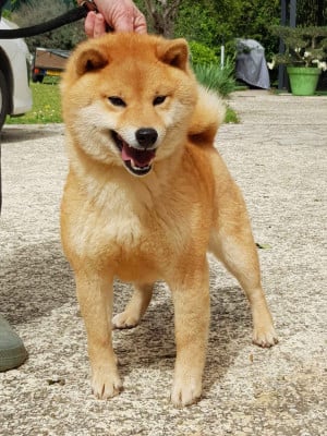 https://chiens-de-france.com/photo/chiens/2024_04/tn200/TN200_202605191911026a0c99a682db1.jpg