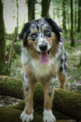 https://chiens-de-france.com/photo/chiens/2024_04/tn200/TN200_202605231902436a11ddb3e35d1.jpg