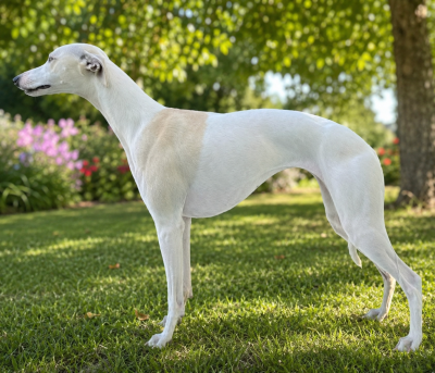https://chiens-de-france.com/photo/chiens/2024_04/tn200/TN200_202608181854566a848e60d2fa0.png
