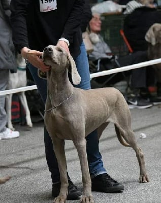 Onyx una perla grigia Du Cercle De Léma