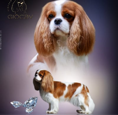 CH. gio cavalier Amelie stardust-bl