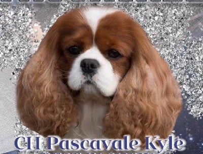 CH. Pascavale Kyle