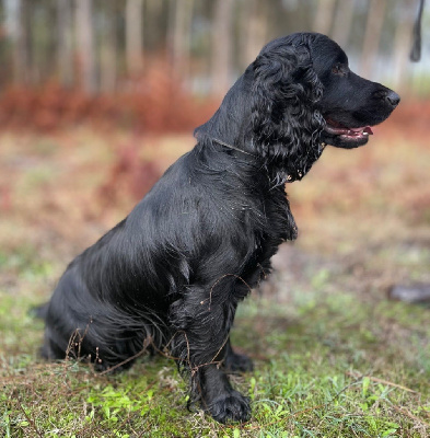 CH. Rocky de la mare de l'oraille