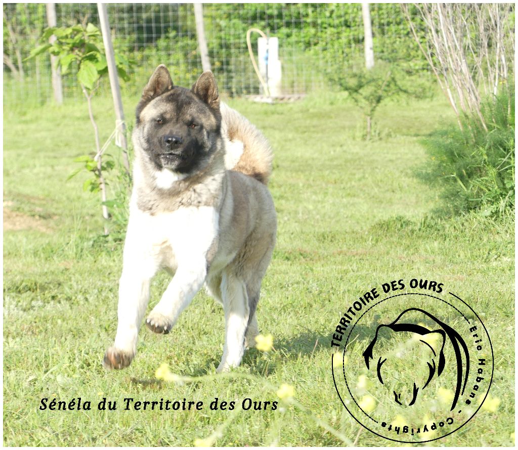 Senela du Territoire Des Ours