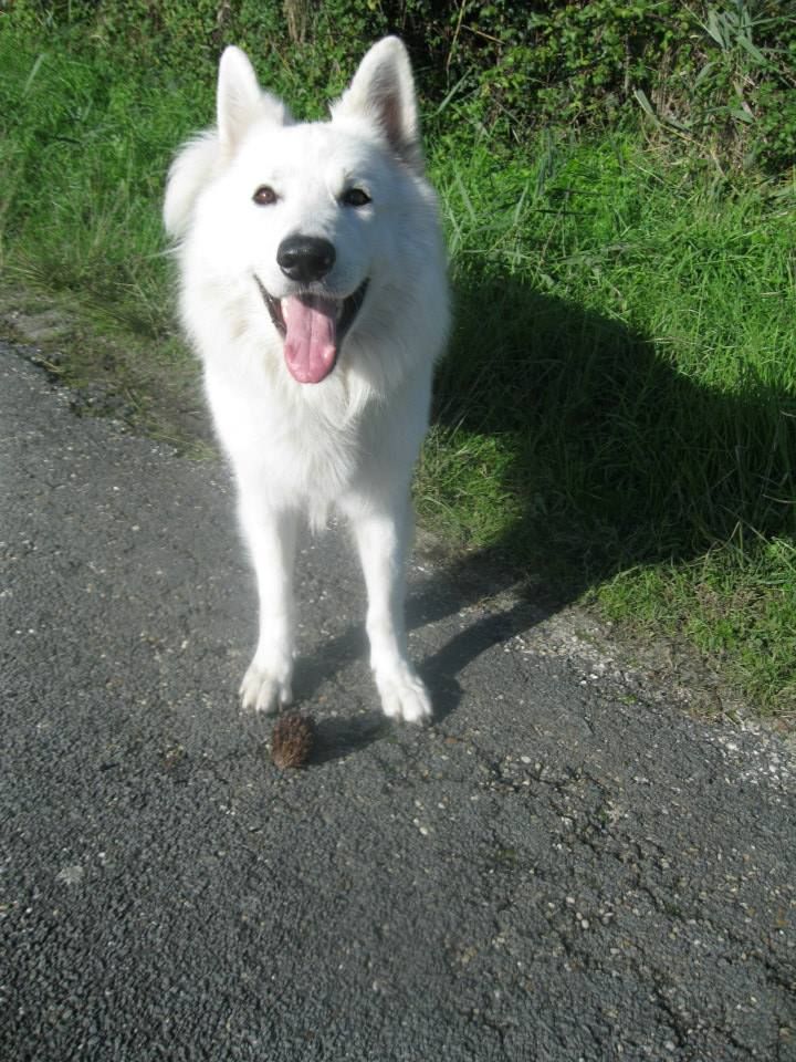 Les Berger Blanc Suisse de l'affixe   Des Gardiens Du Valhalla