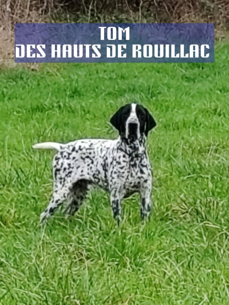 CH. Tom des hauts de rouillac