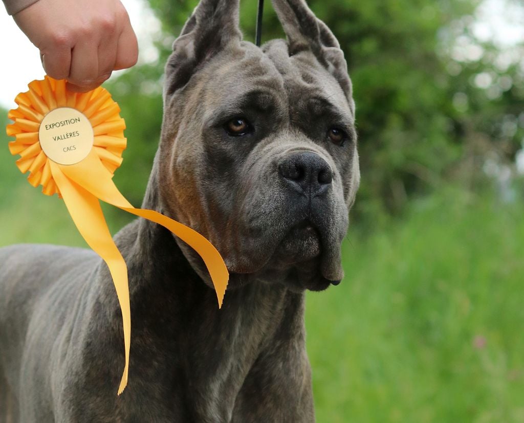 Les Cane Corso de l'affixe   Du Désir Austral