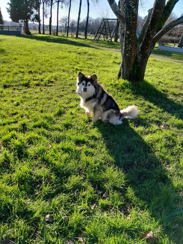 general.Les Chien finnois de Laponie general.delaffixe  Les Etoiles De Clehea