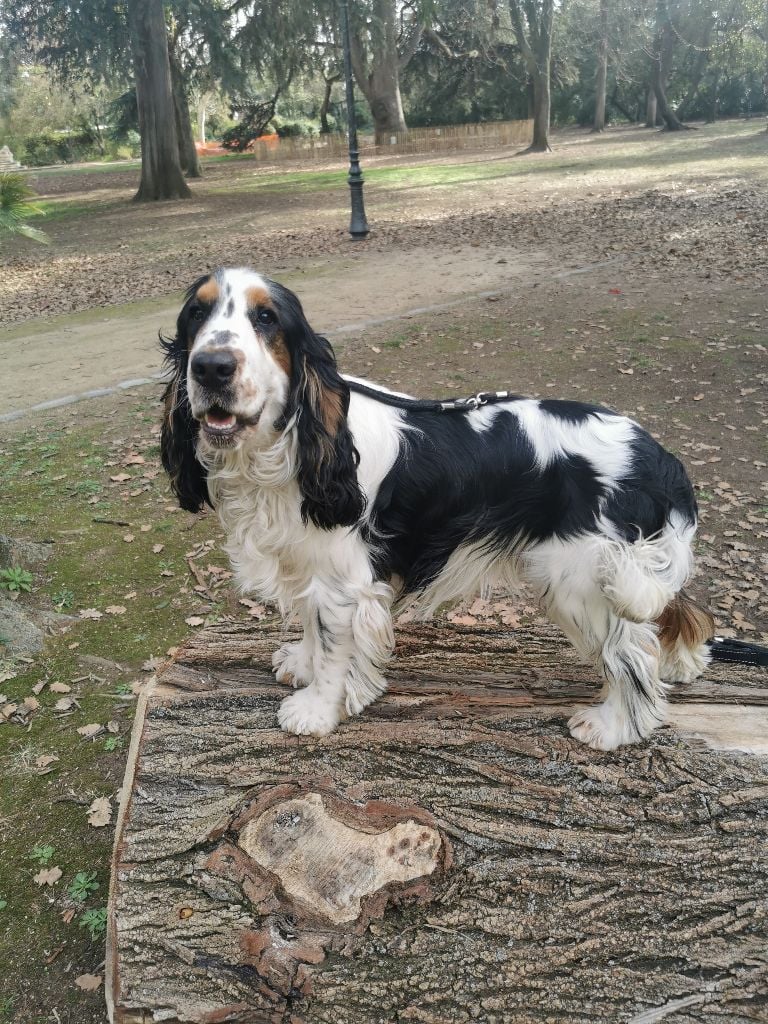 Umpty of Puppydogs Tails