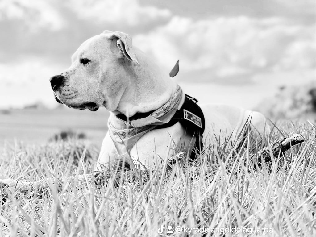 Les Dogo Argentino de l'affixe   Des Minis Crottes