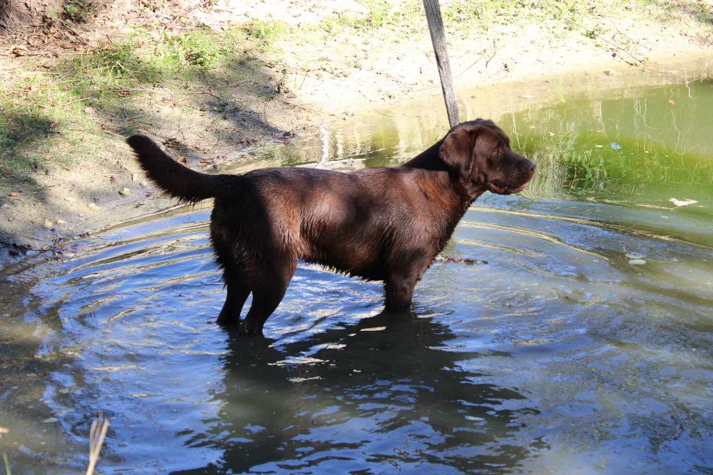 Les Labrador Retriever de l'affixe   Antoine Desforges