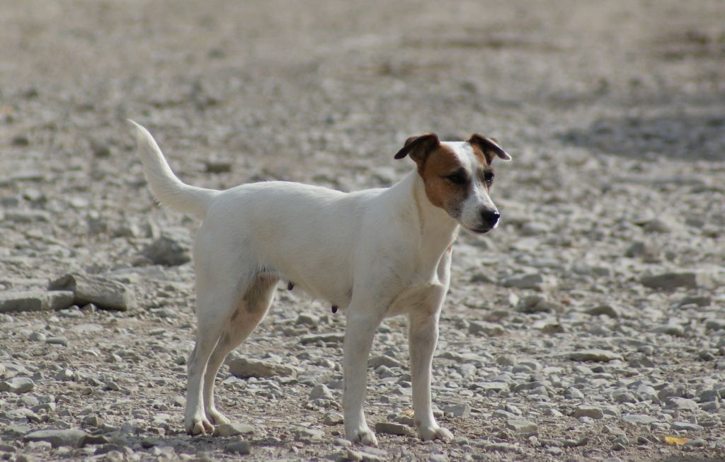 Les Parson Russell Terrier de l'affixe   De La Ferme Des Forestiers