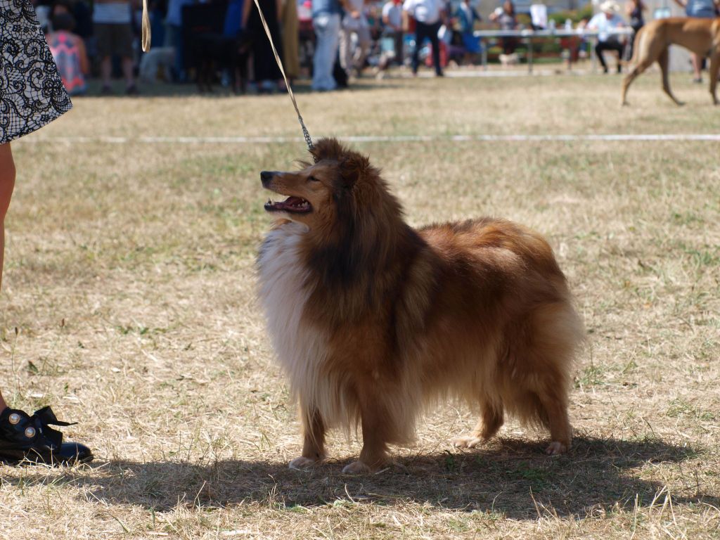 Les Shetland Sheepdog de l'affixe   of sweety dolls