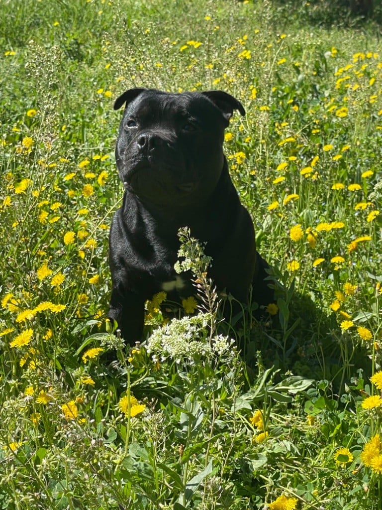 Small biggie Des Anges De La Vallee Des Baux