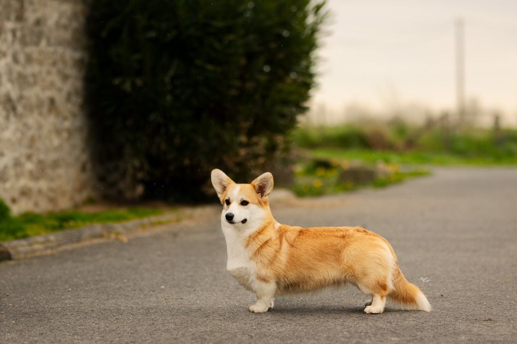 Les Welsh Corgi Pembroke de l'affixe   De L'arche De Chambord