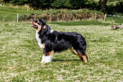 https://chiens-de-france.com/photo/chiens/2024_05/tn200/TN200_202602021717156980ce0b0aa5b.jpg