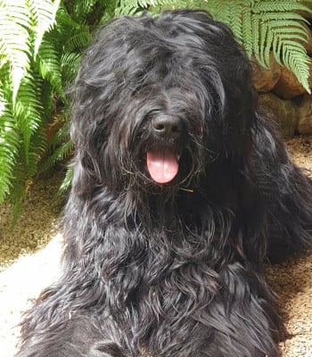 Renoir Réglisse de la Petite Rochette