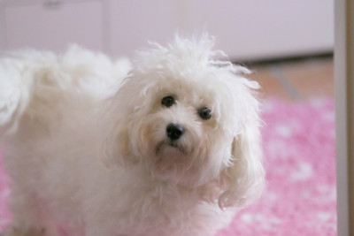 https://chiens-de-france.com/photo/chiens/2024_05/tn200/TN200_2026031711184269b92a82df0bb.jpg