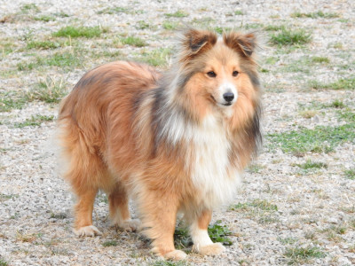 https://chiens-de-france.com/photo/chiens/2024_05/tn200/TN200_202605101957526a00c72067f54.jpg
