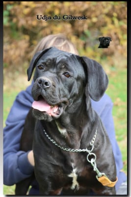 https://chiens-de-france.com/photo/chiens/2024_05/tn200/TN200_202605132053536a04c8c1ab78d.jpg