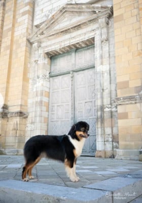 https://chiens-de-france.com/photo/chiens/2024_05/tn200/TN200_202606211624356a37f42322411.jpg