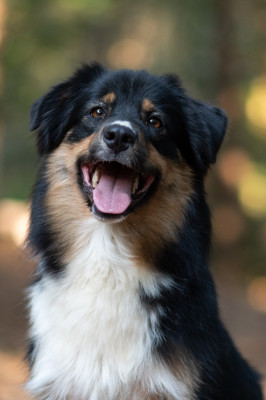 https://chiens-de-france.com/photo/chiens/2024_05/tn200/TN200_202608272240386a90a0c6e783f.jpg
