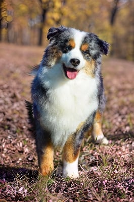 https://chiens-de-france.com/photo/chiens/2024_05/tn200/TN200_chiens--ba2a8084-dda5-48e4-4594-1d6b618a84f1_min.jpg