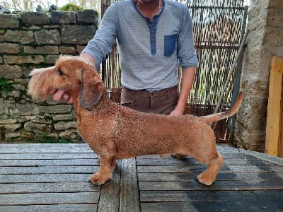 Soledad de la l?gende d'Androcl?s