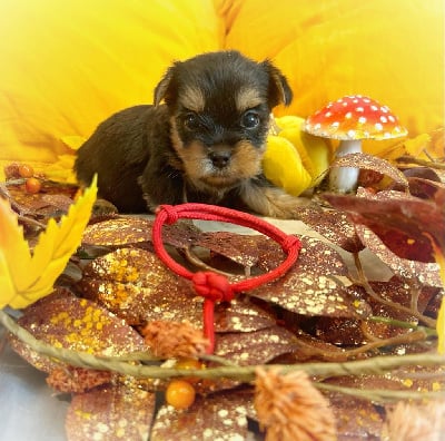 https://chiens-de-france.com/photo/chiens/2024_05/tn200/TN200_chiens-Yorkshire-Terrier-19ffb4ad-a58e-a534-195c-926de95d0bdd_min.jpg