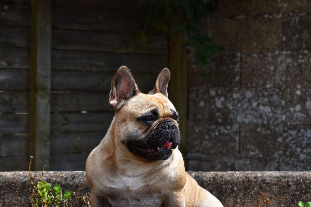 Les Bouledogue français de l'affixe   De La Cité Des Animaux