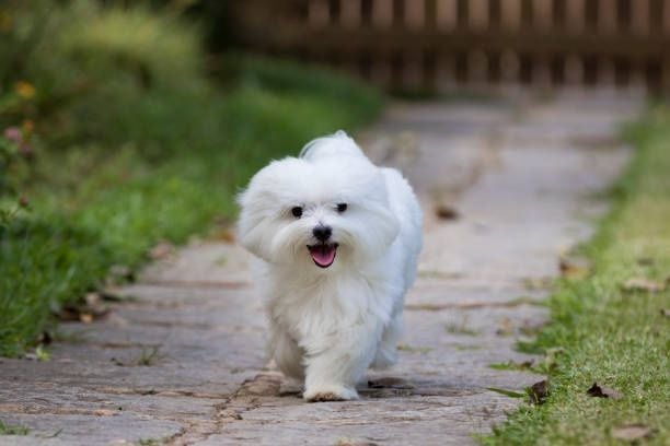 Les Bichon maltais de l'affixe   des portes de Hanau