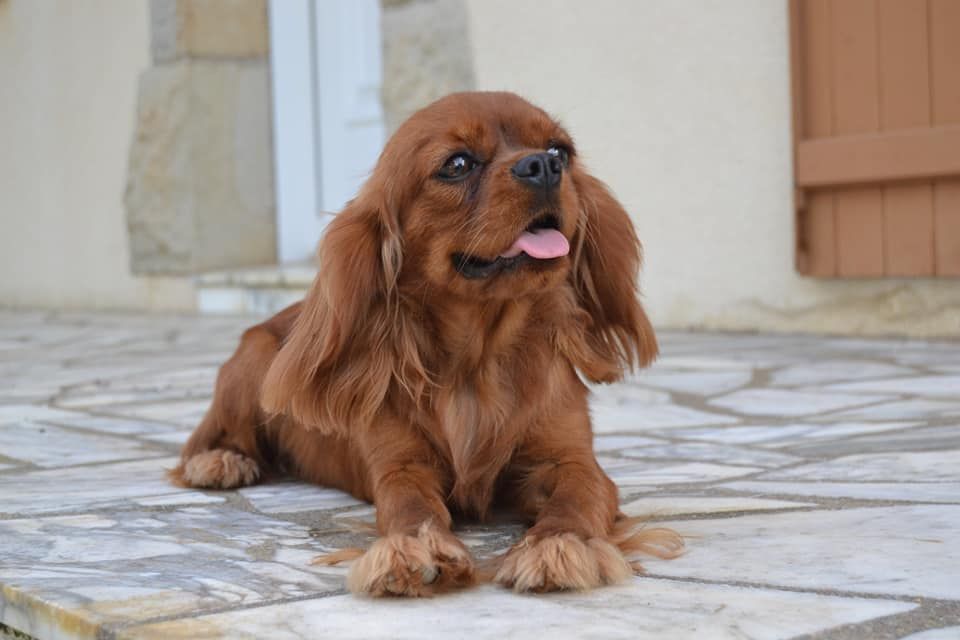 Les Cavalier King Charles Spaniel de l'affixe   Blue Moon Secrets