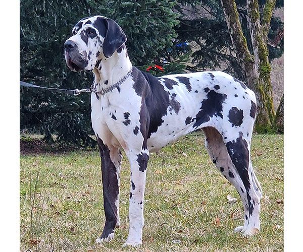 Les Dogue allemand de l'affixe   du clos du bonheur