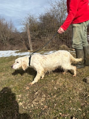 https://chiens-de-france.com/photo/chiens/2024_06/tn200/TN200_20260129122853697b44755ce86.jpg