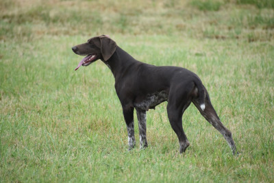 https://chiens-de-france.com/photo/chiens/2024_06/tn200/TN200_2026050316375369f75dc1d6733.jpg