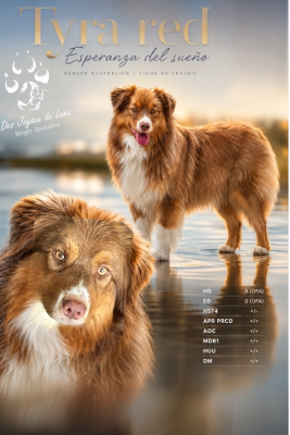 https://chiens-de-france.com/photo/chiens/2024_06/tn200/TN200_202606092249006a287c3c6daed.png