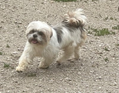 https://chiens-de-france.com/photo/chiens/2024_06/tn200/TN200_chiens-Lhassa-Apso-013db4b3-30a4-e204-c99c-264b08d54b5e_min.jpg