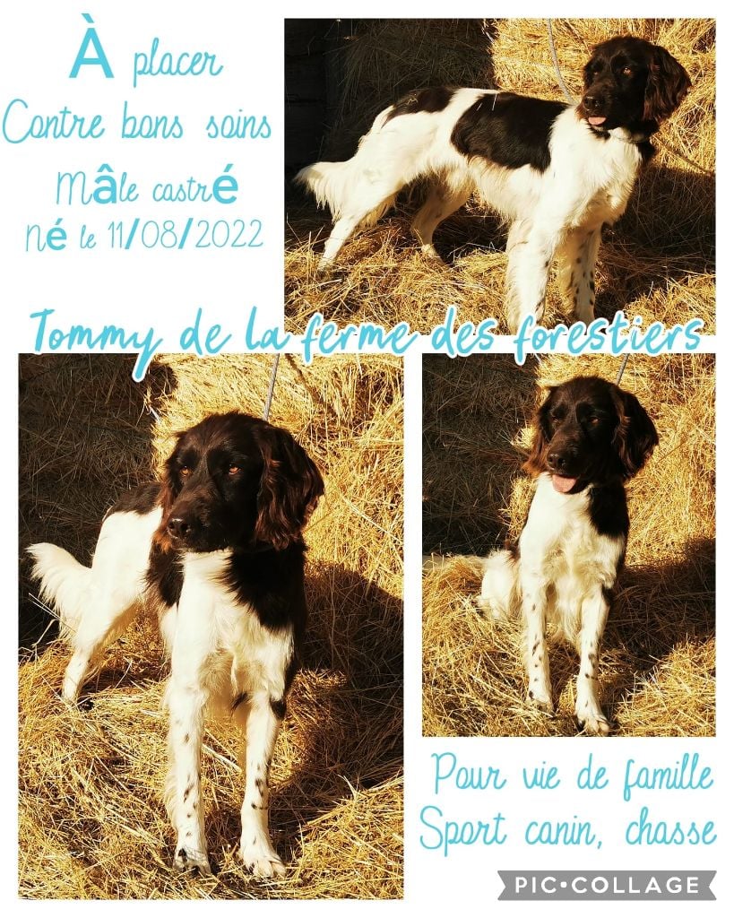 Tommy De La Ferme Des Forestiers