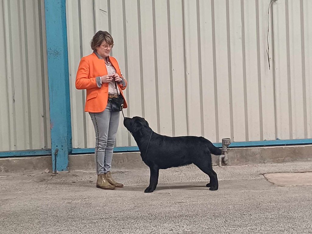 CH. Un amore de perdreau Du Chateau De Bigny